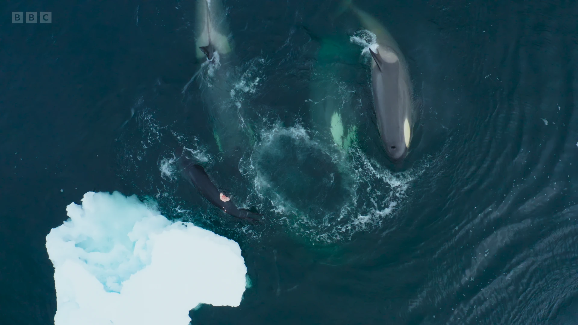 Killer whale (Orcinus orca) as shown in Frozen Planet II - Frozen South